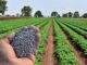 Fertilizer