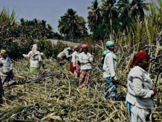 CentralRomano sugarcaneworkers