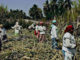 CentralRomano sugarcaneworkers