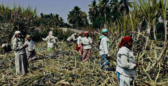 CentralRomano sugarcaneworkers