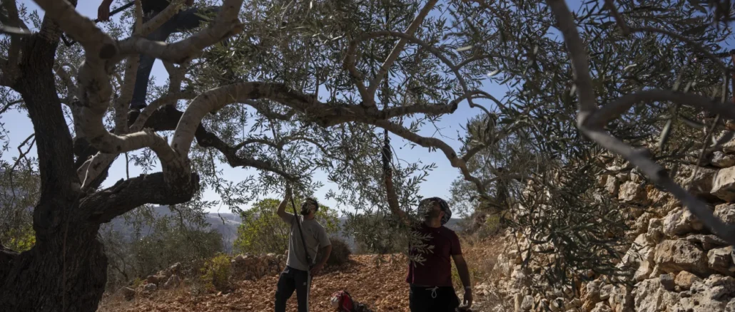 Oliveharvest
