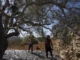 Oliveharvest