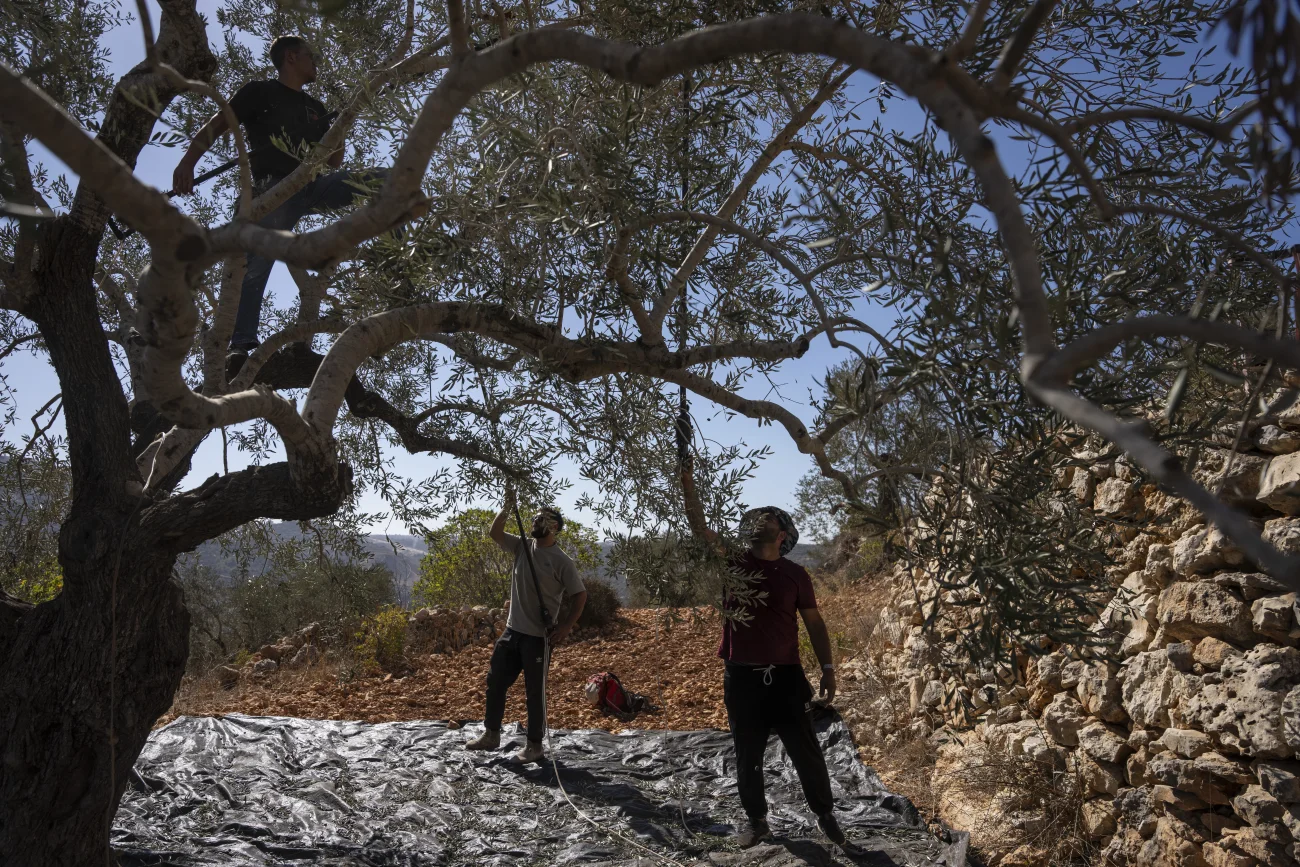 Oliveharvest